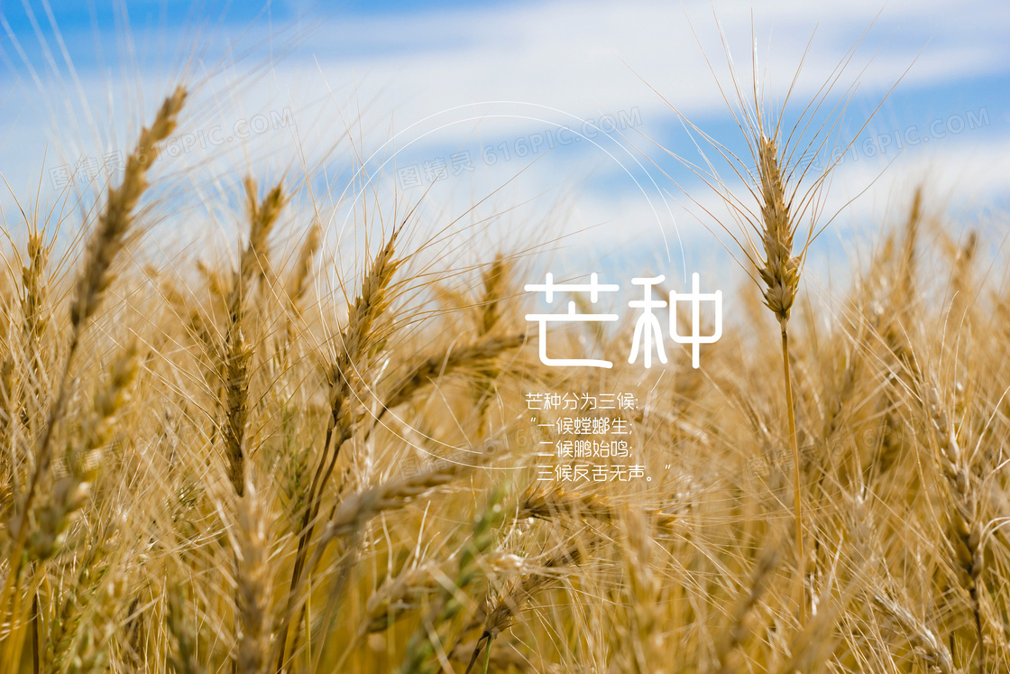 芒種|禾苗新綠向陽(yáng)長(zhǎng),風(fēng)吹麥浪歸倉(cāng)忙